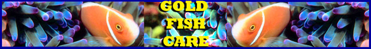 Gold Fish Care Header